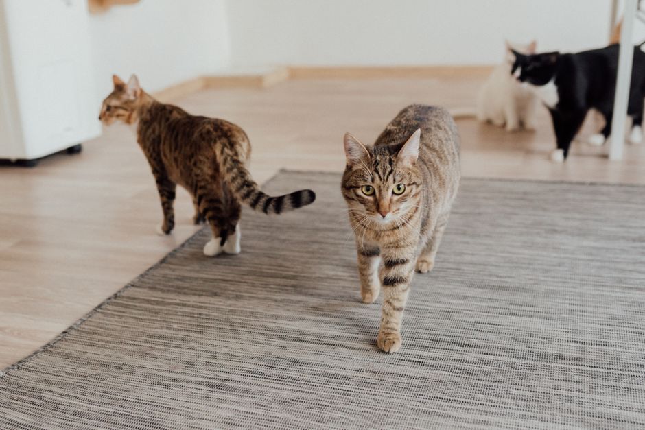 A domestic tabby cat lies on a colorful, patterned area rug with orange, blue, and beige geometric designs. The rug appears clean and well-maintained, featuring a soft texture. The cat's body is parti